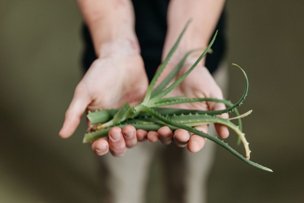 Close-up of hands gently holding a fresh aloe vera plant with a green background.